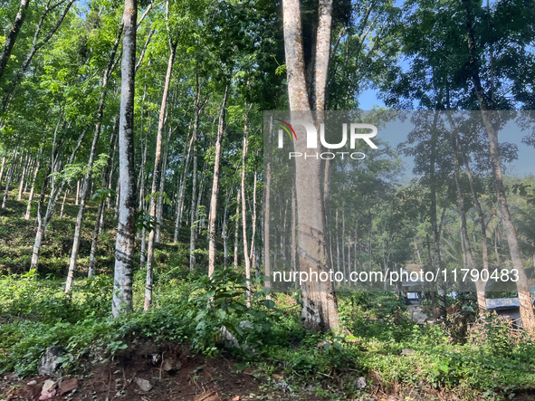 Rubber trees are at a rubber estate in Konni, Pathanamthitta, Kerala, India, on April 5, 2024. 