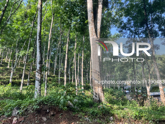 Rubber trees are at a rubber estate in Konni, Pathanamthitta, Kerala, India, on April 5, 2024. (