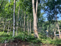 Rubber trees are at a rubber estate in Konni, Pathanamthitta, Kerala, India, on April 5, 2024. (