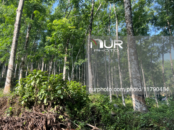 Rubber trees are at a rubber estate in Konni, Pathanamthitta, Kerala, India, on April 5, 2024. 