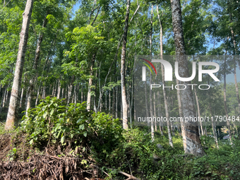 Rubber trees are at a rubber estate in Konni, Pathanamthitta, Kerala, India, on April 5, 2024. (