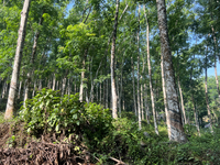 Rubber trees are at a rubber estate in Konni, Pathanamthitta, Kerala, India, on April 5, 2024. (