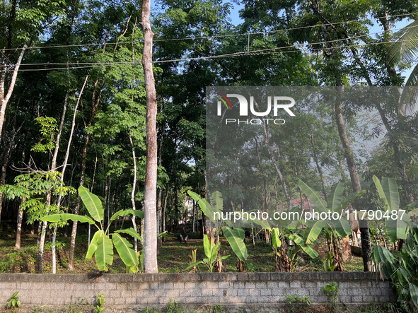 Banana plants grow in Konni, Pathanamthitta, Kerala, India, on April 5, 2024. 