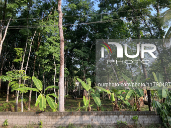 Banana plants grow in Konni, Pathanamthitta, Kerala, India, on April 5, 2024. (