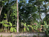 Banana plants grow in Konni, Pathanamthitta, Kerala, India, on April 5, 2024. (