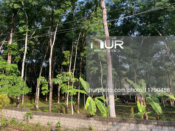 Banana plants grow in Konni, Pathanamthitta, Kerala, India, on April 5, 2024. 