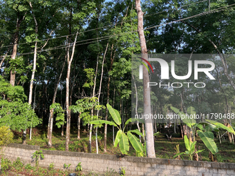 Banana plants grow in Konni, Pathanamthitta, Kerala, India, on April 5, 2024. (