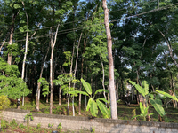 Banana plants grow in Konni, Pathanamthitta, Kerala, India, on April 5, 2024. (