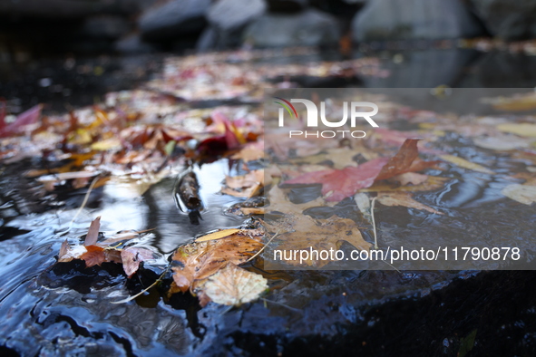 Autumn leaves fill the waterfall in the Loch in Central Park in New York, N.Y., on November 18, 2024. 