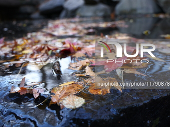 Autumn leaves fill the waterfall in the Loch in Central Park in New York, N.Y., on November 18, 2024. (