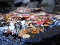 Autumn leaves fill the waterfall in the Loch in Central Park in New York, N.Y., on November 18, 2024. (