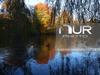 Autumn colors reflect off The Pool in Central Park in New York, N.Y., on November 18, 2024. (