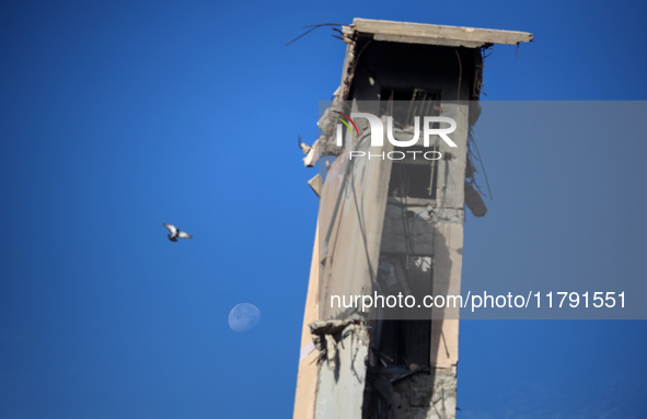 A dove flies above a building destroyed in previous airstrikes during the Israeli military offensive, amid the ongoing conflict between Isra...