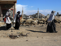 Shepherds herd a flock of sheep near a building destroyed during a previous Israeli bombardment in Khan Yunis, Gaza Strip, on November 19, 2...