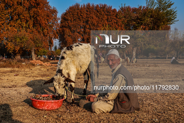 Abdul Gaffar, 67, feeds a calf while sitting on the ground on a cold autumn day in Sopore, Jammu and Kashmir, India, on November 19, 2024. 