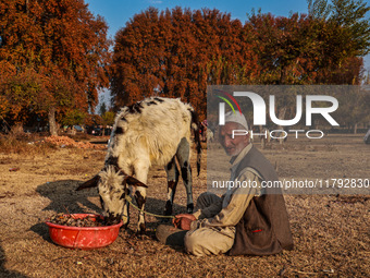 Abdul Gaffar, 67, feeds a calf while sitting on the ground on a cold autumn day in Sopore, Jammu and Kashmir, India, on November 19, 2024. (