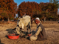 Abdul Gaffar, 67, feeds a calf while sitting on the ground on a cold autumn day in Sopore, Jammu and Kashmir, India, on November 19, 2024. (