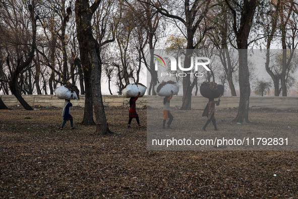 Kashmiri girls carry sacks full of dried leaves for making charcoal on a cold autumn day in Sopore, Jammu and Kashmir, India, on November 19...