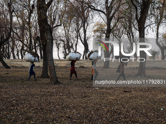 Kashmiri girls carry sacks full of dried leaves for making charcoal on a cold autumn day in Sopore, Jammu and Kashmir, India, on November 19...