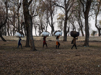 Kashmiri girls carry sacks full of dried leaves for making charcoal on a cold autumn day in Sopore, Jammu and Kashmir, India, on November 19...