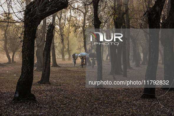 Kashmiri girls carry sacks full of dried leaves for making charcoal on a cold autumn day in Sopore, Jammu and Kashmir, India, on November 19...