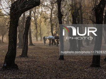 Kashmiri girls carry sacks full of dried leaves for making charcoal on a cold autumn day in Sopore, Jammu and Kashmir, India, on November 19...