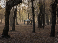 Kashmiri girls carry sacks full of dried leaves for making charcoal on a cold autumn day in Sopore, Jammu and Kashmir, India, on November 19...