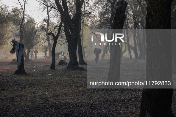 Kashmiri girls carry sacks full of dried leaves for making charcoal on a cold autumn day in Sopore, Jammu and Kashmir, India, on November 19...