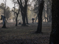 Kashmiri girls carry sacks full of dried leaves for making charcoal on a cold autumn day in Sopore, Jammu and Kashmir, India, on November 19...