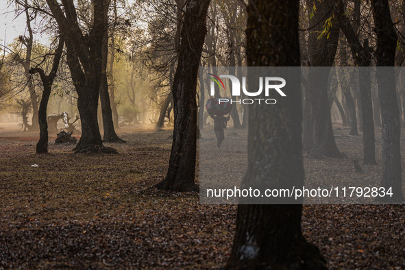 Kashmiri girls carry sacks full of dried leaves for making charcoal on a cold autumn day in Sopore, Jammu and Kashmir, India, on November 19...