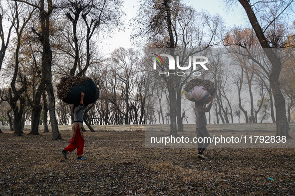 Kashmiri girls carry sacks full of dried leaves for making charcoal on a cold autumn day in Sopore, Jammu and Kashmir, India, on November 19...