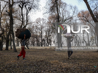 Kashmiri girls carry sacks full of dried leaves for making charcoal on a cold autumn day in Sopore, Jammu and Kashmir, India, on November 19...