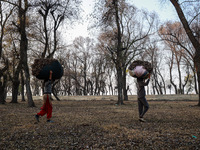 Kashmiri girls carry sacks full of dried leaves for making charcoal on a cold autumn day in Sopore, Jammu and Kashmir, India, on November 19...