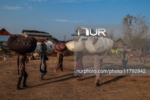 Kashmiri girls carry sacks full of dried leaves for making charcoal on a cold autumn day in Sopore, Jammu and Kashmir, India, on November 19...