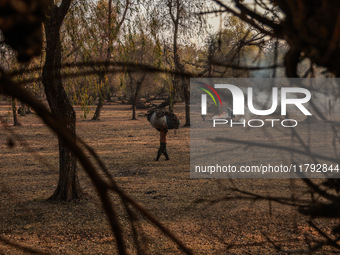 A woman carries a sack full of dried leaves for making charcoal on a cold autumn day in Sopore, Jammu and Kashmir, India, on November 19, 20...