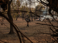 A woman carries a sack full of dried leaves for making charcoal on a cold autumn day in Sopore, Jammu and Kashmir, India, on November 19, 20...