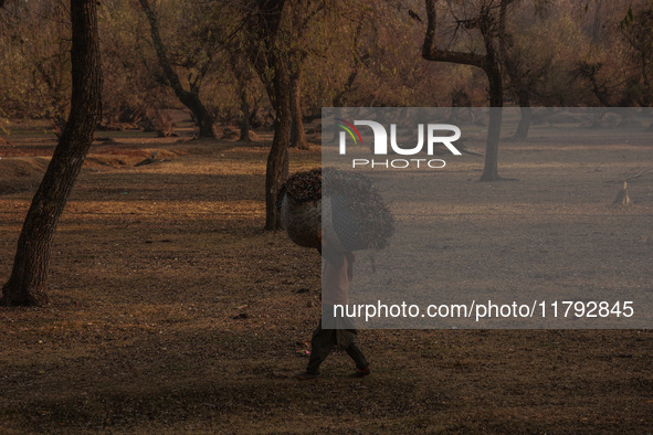 A woman carries a sack full of dried leaves for making charcoal on a cold autumn day in Sopore, Jammu and Kashmir, India, on November 19, 20...