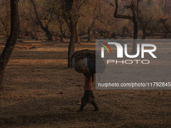 A woman carries a sack full of dried leaves for making charcoal on a cold autumn day in Sopore, Jammu and Kashmir, India, on November 19, 20...