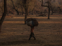 A woman carries a sack full of dried leaves for making charcoal on a cold autumn day in Sopore, Jammu and Kashmir, India, on November 19, 20...