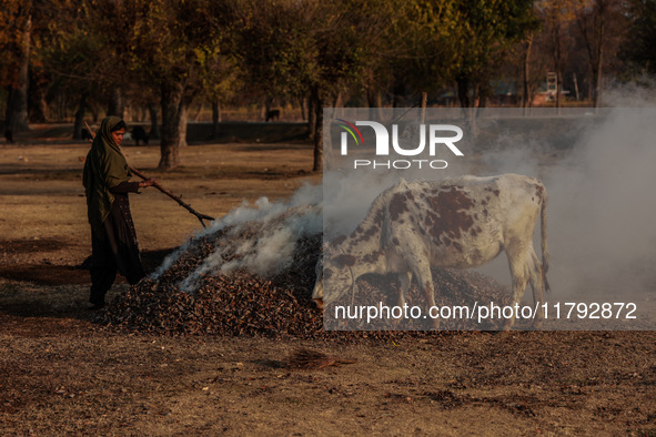 A cow eats dried leaves as a woman burns them to make charcoal in Sopore, Jammu and Kashmir, India, on November 19, 2024. Charcoal, known lo...