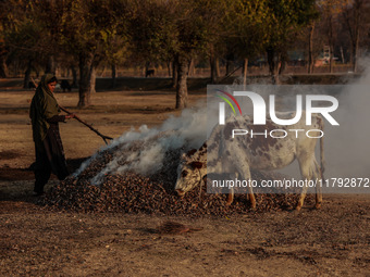 A cow eats dried leaves as a woman burns them to make charcoal in Sopore, Jammu and Kashmir, India, on November 19, 2024. Charcoal, known lo...