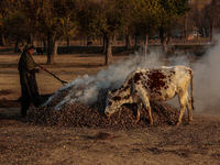 A cow eats dried leaves as a woman burns them to make charcoal in Sopore, Jammu and Kashmir, India, on November 19, 2024. Charcoal, known lo...