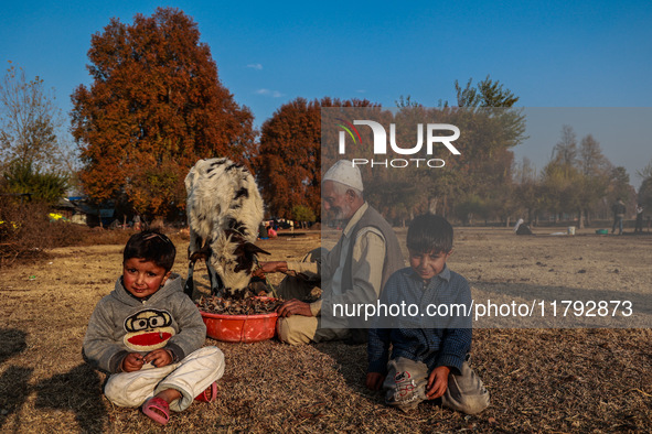 Kashmiri children watch as Abdul Gaffar, 67, feeds a calf while sitting on the ground on a cold autumn day in Sopore, Jammu and Kashmir, Ind...