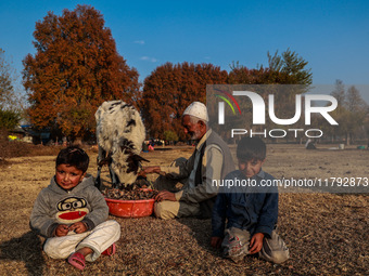 Kashmiri children watch as Abdul Gaffar, 67, feeds a calf while sitting on the ground on a cold autumn day in Sopore, Jammu and Kashmir, Ind...