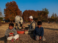 Kashmiri children watch as Abdul Gaffar, 67, feeds a calf while sitting on the ground on a cold autumn day in Sopore, Jammu and Kashmir, Ind...