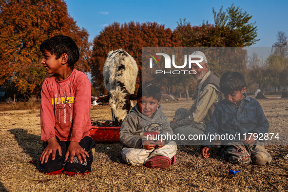 Kashmiri children watch as Abdul Gaffar, 67, feeds a calf while sitting on the ground on a cold autumn day in Sopore, Jammu and Kashmir, Ind...