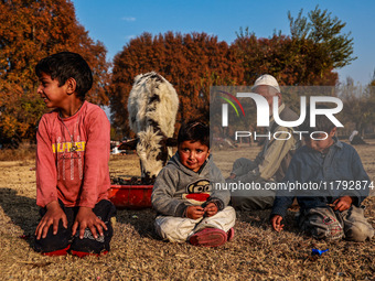 Kashmiri children watch as Abdul Gaffar, 67, feeds a calf while sitting on the ground on a cold autumn day in Sopore, Jammu and Kashmir, Ind...