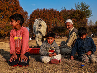 Kashmiri children watch as Abdul Gaffar, 67, feeds a calf while sitting on the ground on a cold autumn day in Sopore, Jammu and Kashmir, Ind...