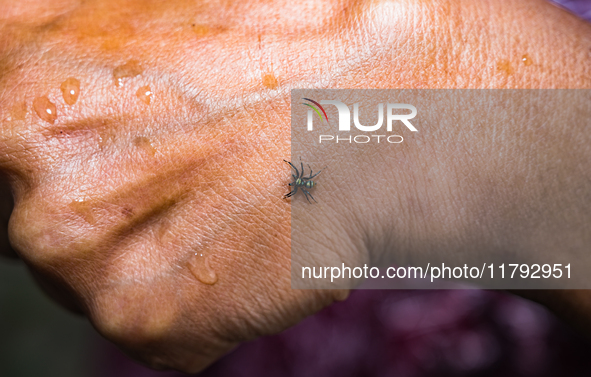 A Banded Phintella (Phintella vittata), also known as the Electric Blue Jumper, is seen climbing on a human hand adorned with a shakha (whit...