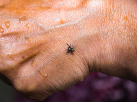 A Banded Phintella (Phintella vittata), also known as the Electric Blue Jumper, is seen climbing on a human hand adorned with a shakha (whit...